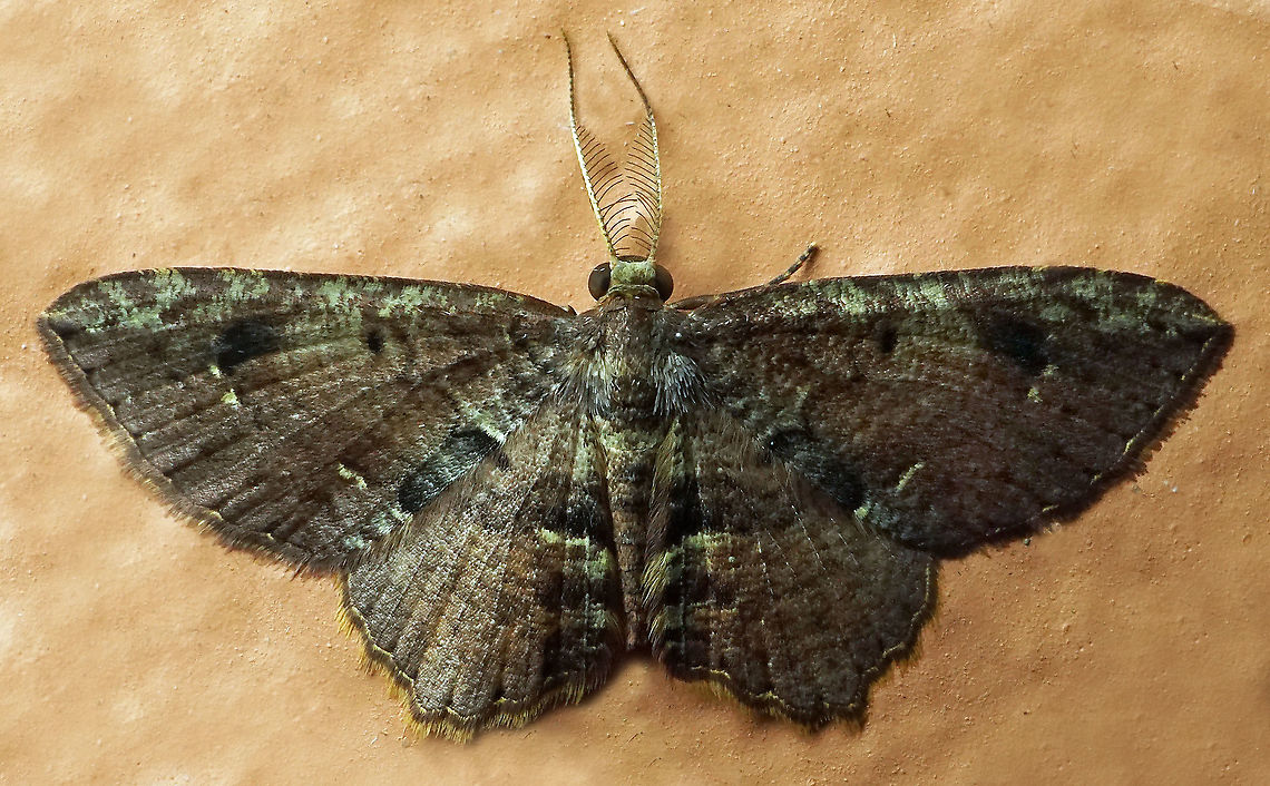 #1018 Dapa, Valle Del Cauca<br />
2100 m