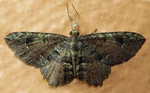 #1018 Dapa, Valle Del Cauca
2100 m