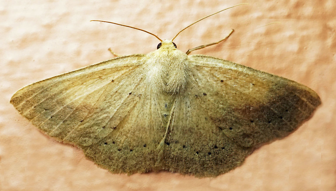 #1019 Dapa, Valle Del Cauca<br />
2100 m