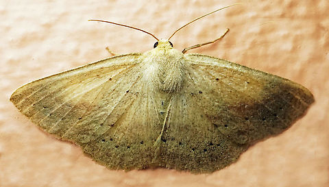 #1019 Dapa, Valle Del Cauca
2100 m