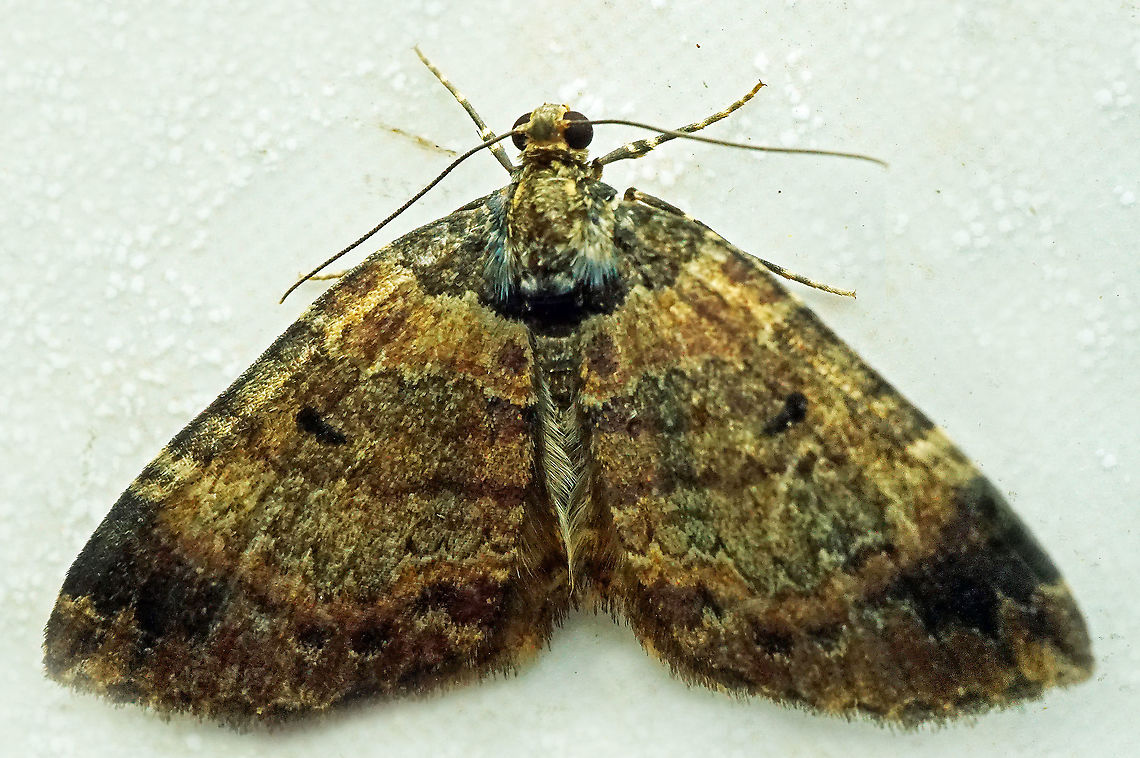 #1020 Dapa, Valle Del Cauca<br />
2100 m