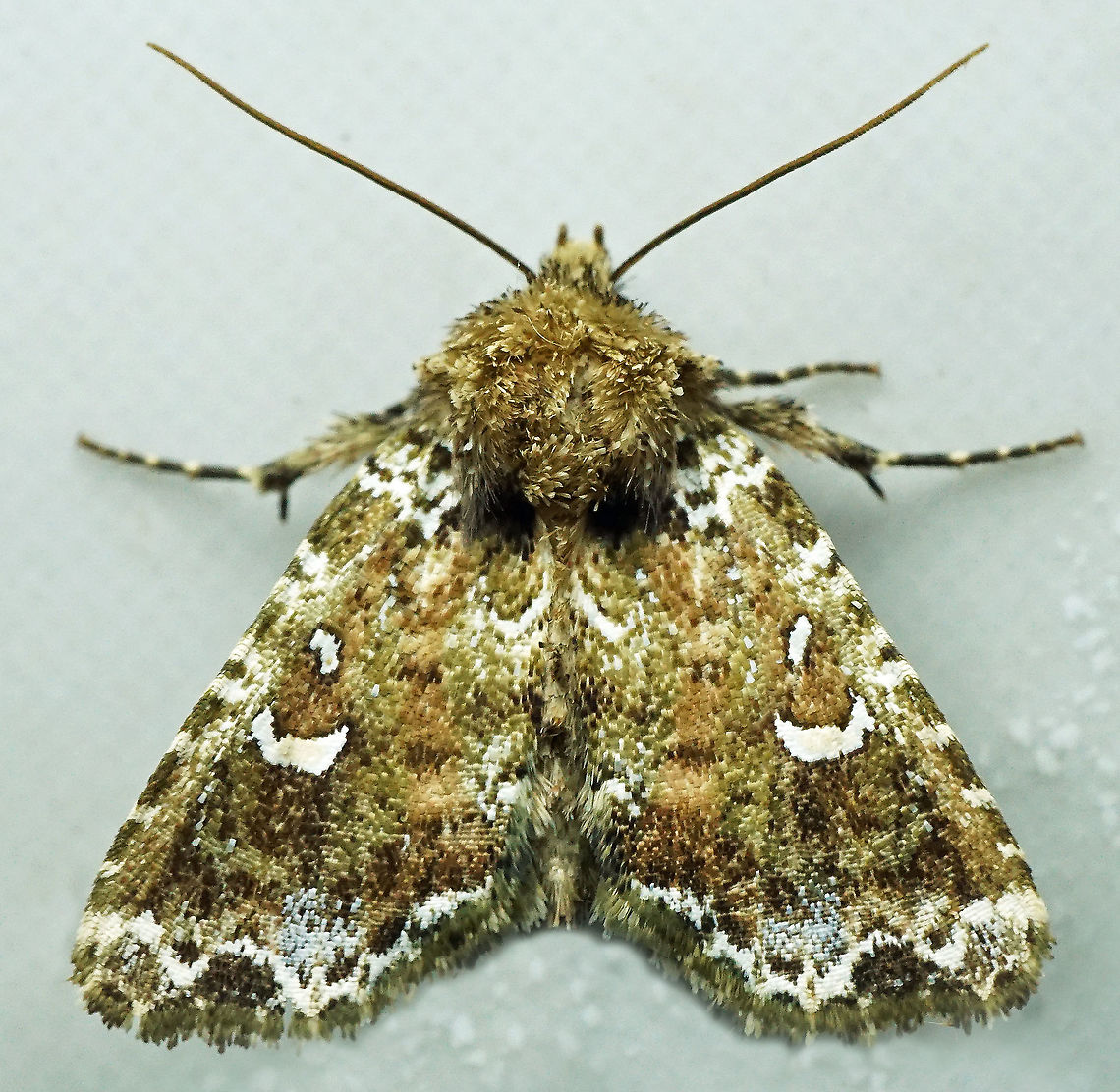 #1021 Dapa, Valle Del Cauca<br />
2100 m