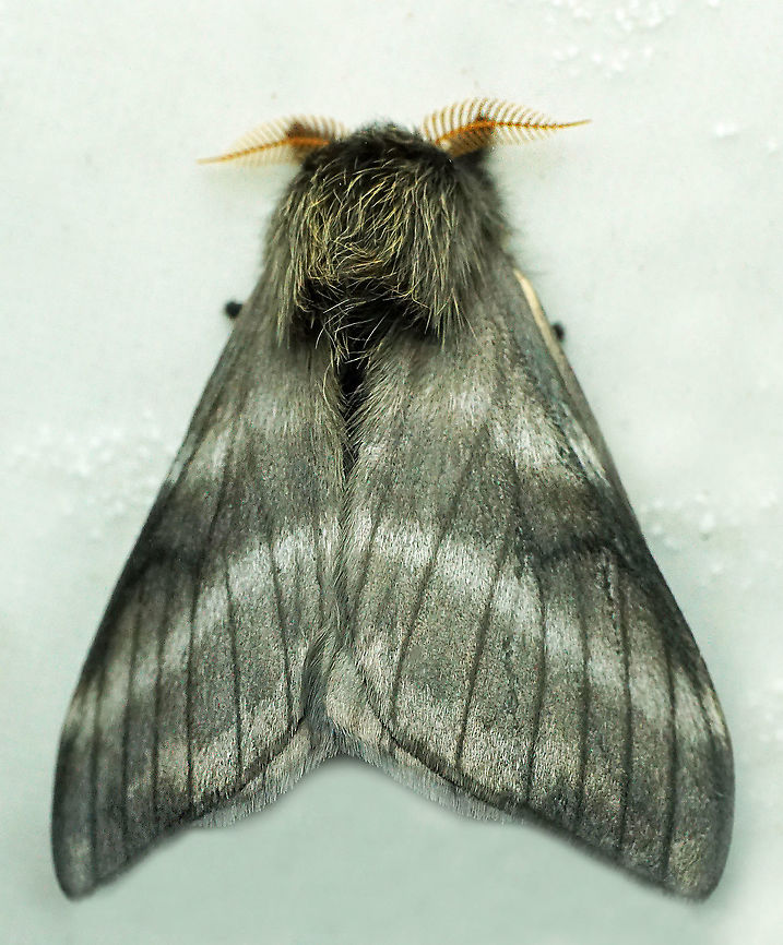 Hylesia sp. Dapa, Valle Del Cauca<br />
2100 m Hylesia nigricans