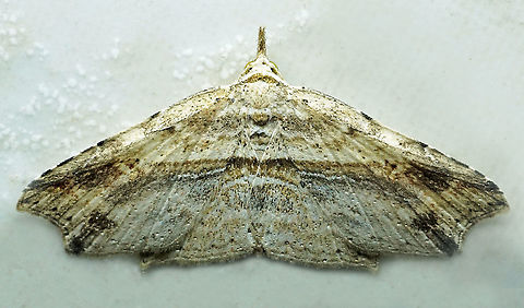 #1022 Dapa, Valle Del Cauca
2100 m