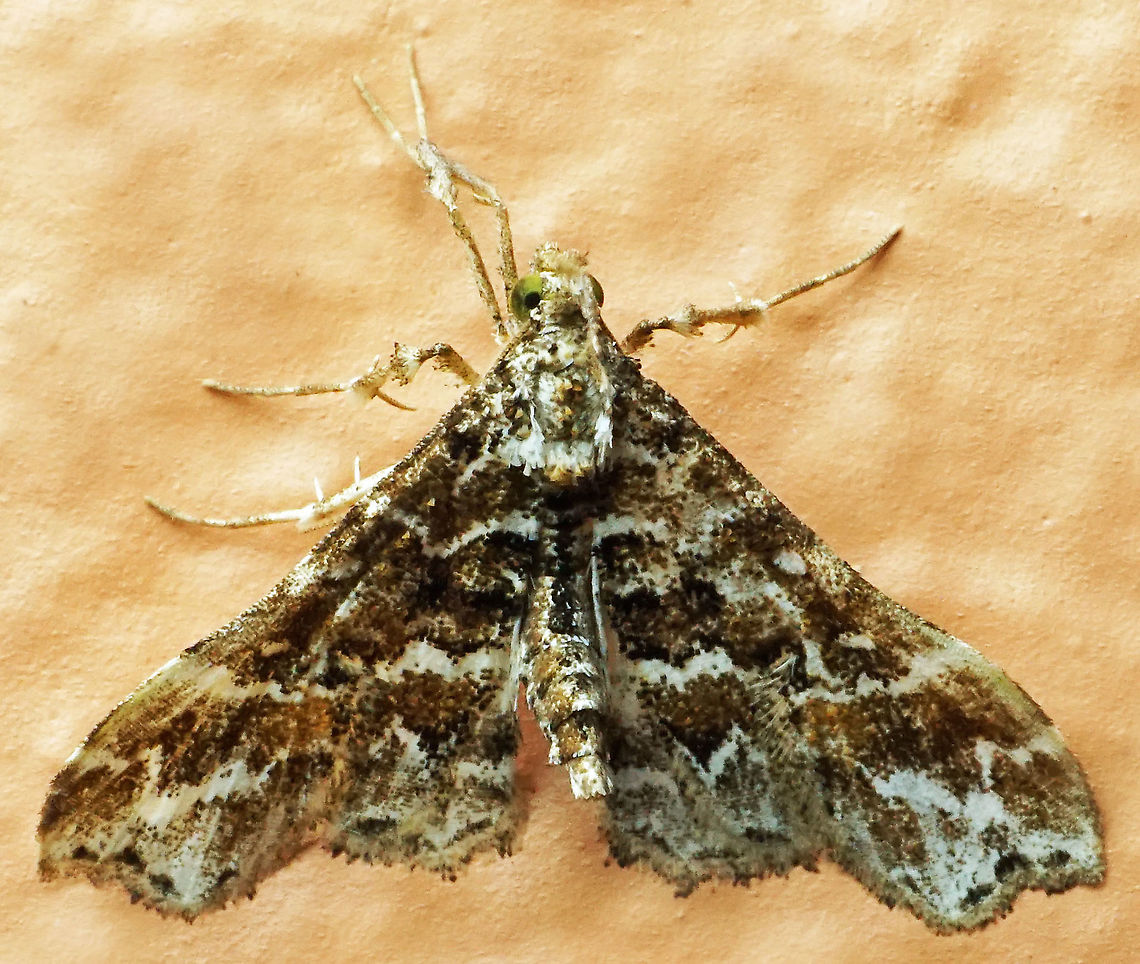 #1024 Dapa, Valle Del Cauca<br />
2100 m