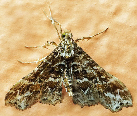 #1024 Dapa, Valle Del Cauca
2100 m