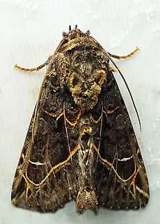 Heterochroma singularis Dapa, Valle Del Cauca
2100 m Heterochroma singularis