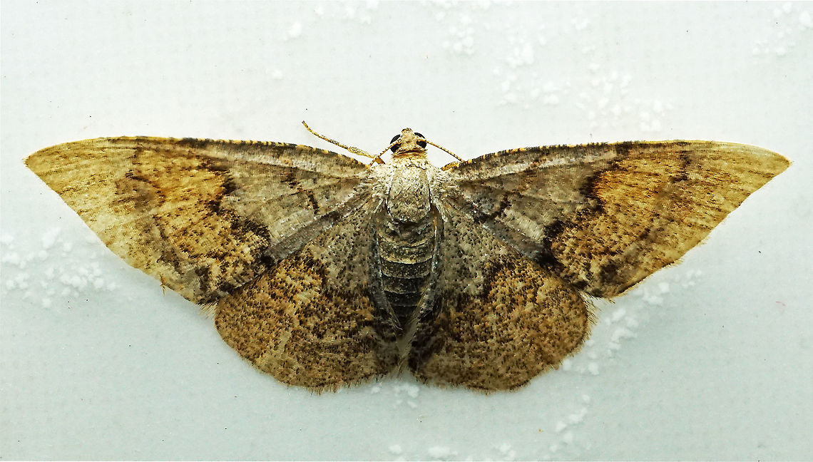 #1025 Dapa, Valle Del Cauca<br />
2100 m