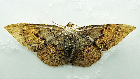 #1025 Dapa, Valle Del Cauca
2100 m