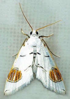 Neurophyseta sp. Dapa, Valle Del Cauca
2100 m