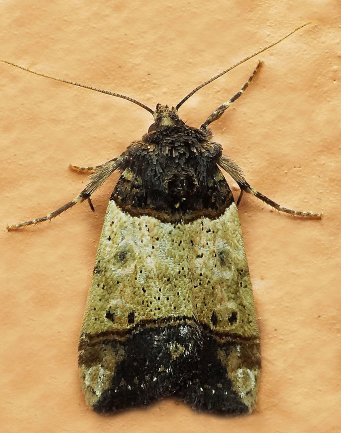 Bryolymnia sp. Dapa, Valle Del Cauca<br />
2100 m