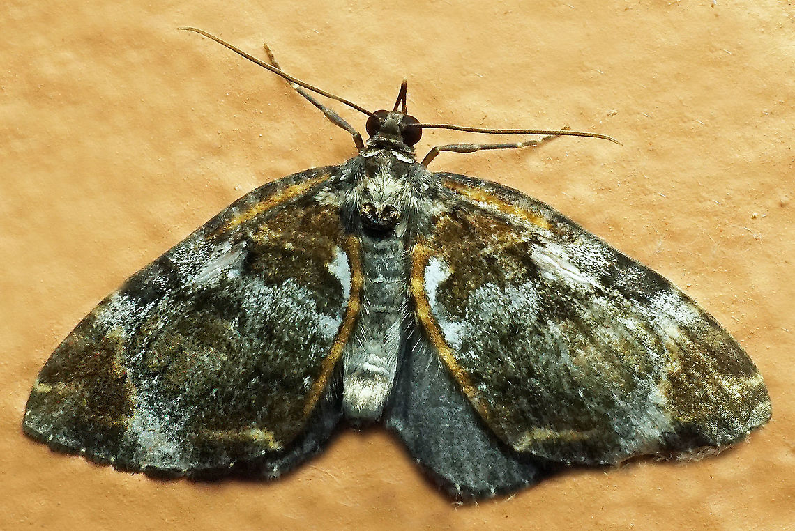 #1026 Dapa, Valle Del Cauca<br />
2100 m