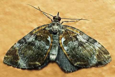 #1026 Dapa, Valle Del Cauca
2100 m