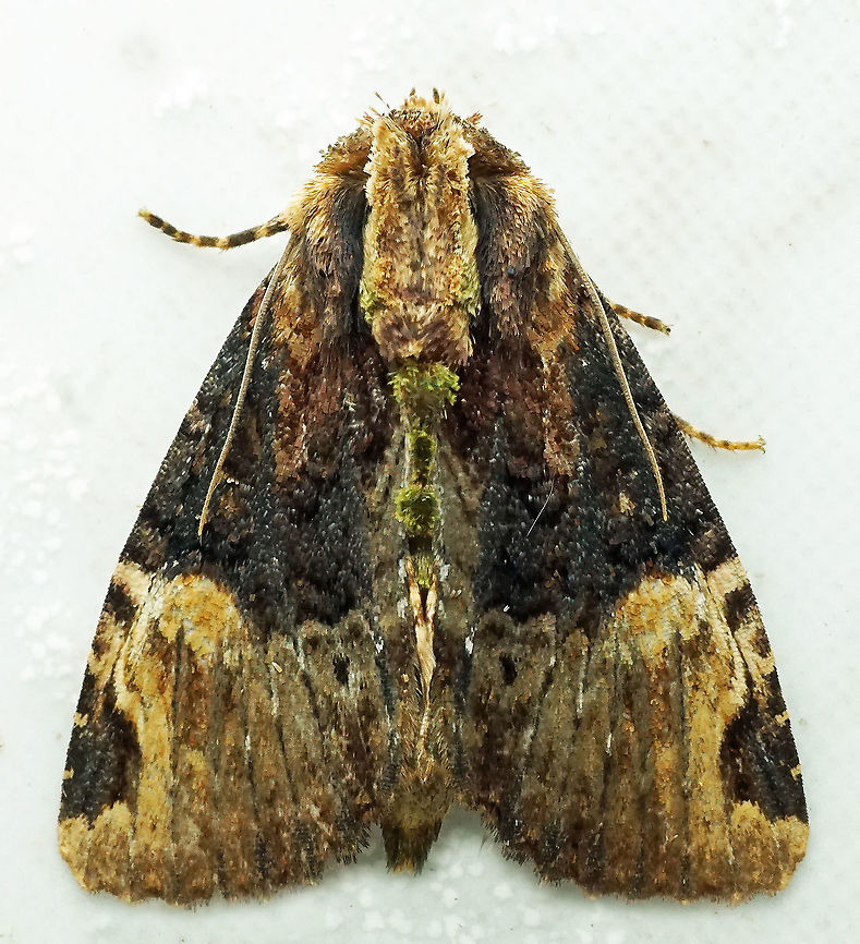 Phosphila xylophila Dapa, Valle Del Cauca<br />
2100m Phosphila xylophila