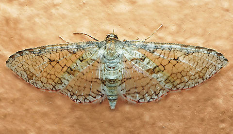 Microsca paullula Dapa, Valle Del Cauca
2100m Microsca paullula