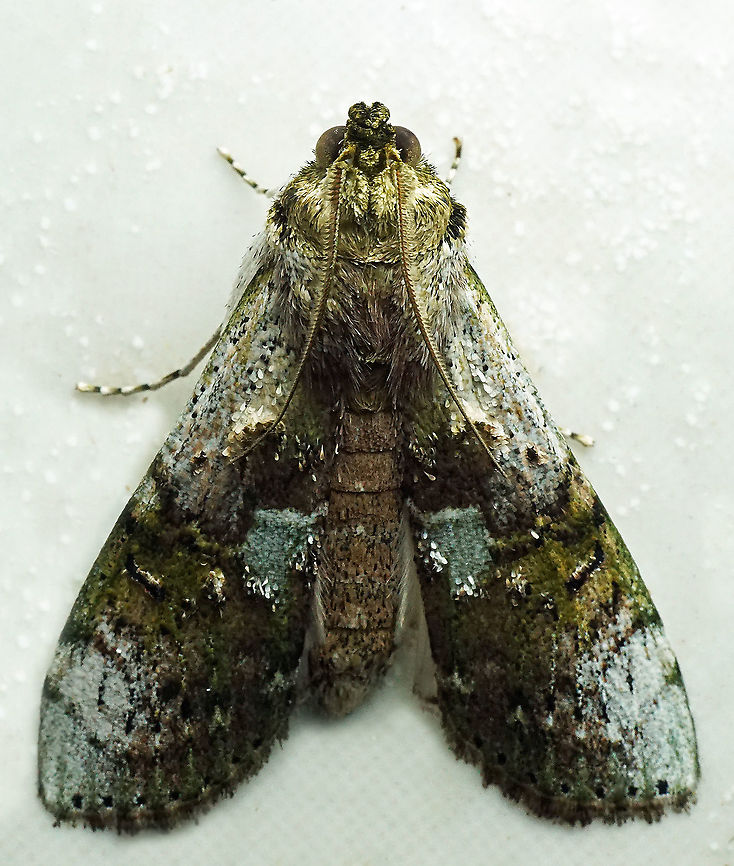 #1027 Dapa, Valle Del Cauca<br />
2100m