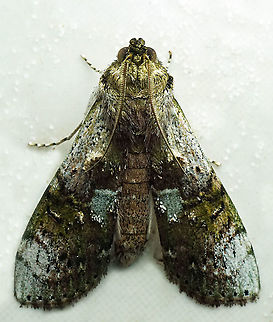 #1027 Dapa, Valle Del Cauca
2100m