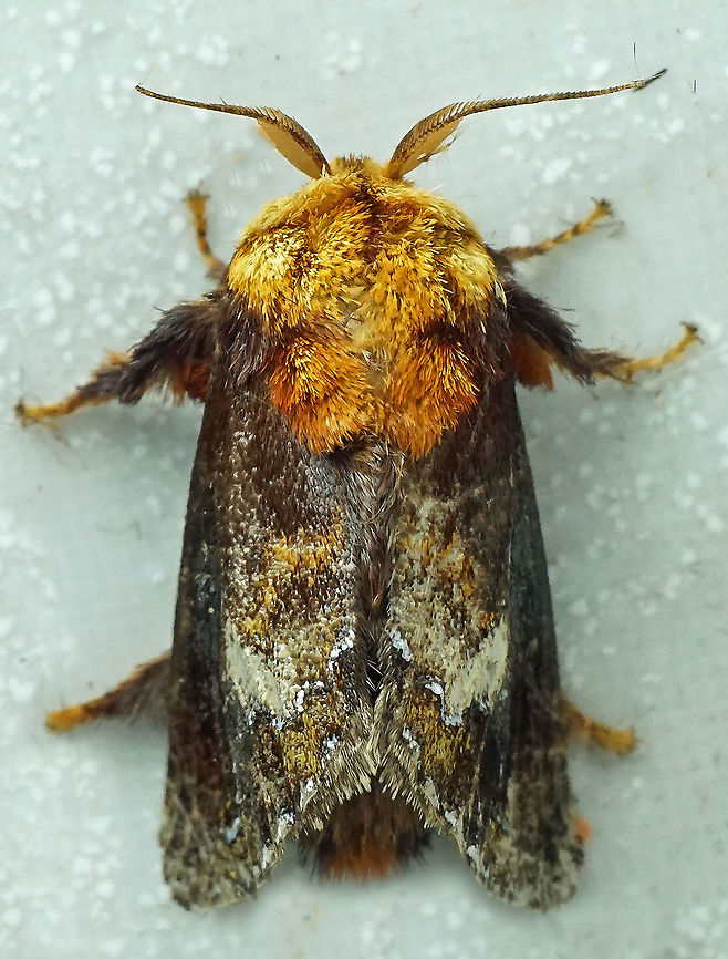 Miresa sp. Dapa, Valle Del Cauca<br />
2100m Miresa clarissa