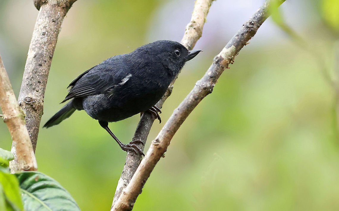 White-sided Flowerpiercer Dapa, Valle Del Cauca, Colombia<br />
2100m Diglossa albilatera,White-sided flowerpiercer