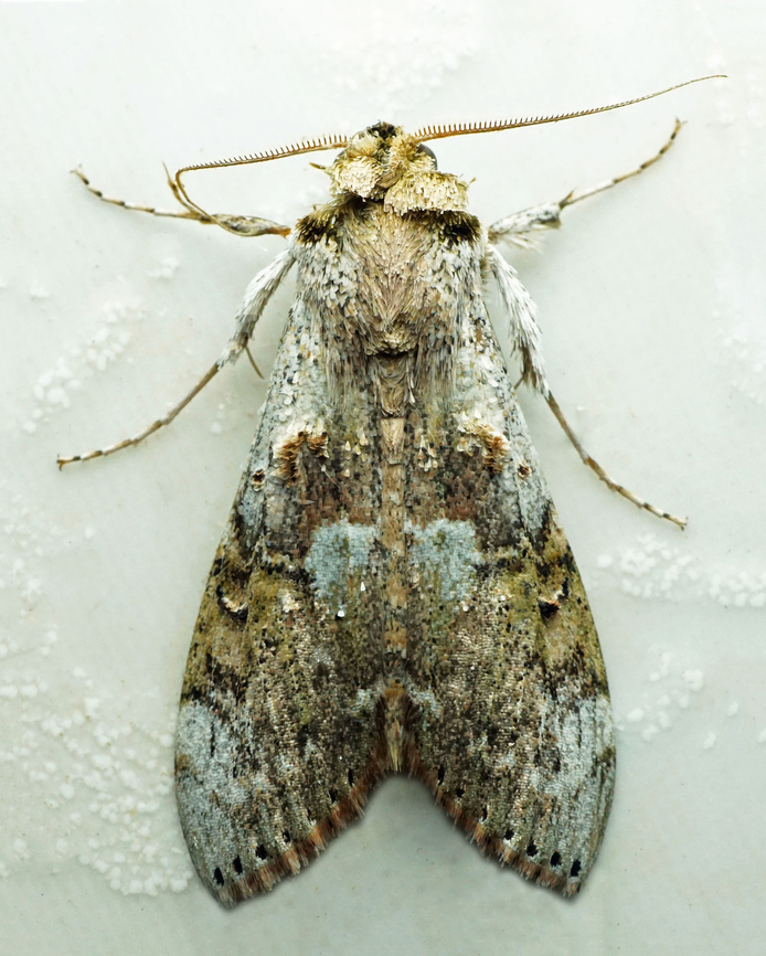 #1028 Dapa, Valle Del Cauca<br />
2100m