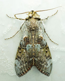 #1028 Dapa, Valle Del Cauca
2100m