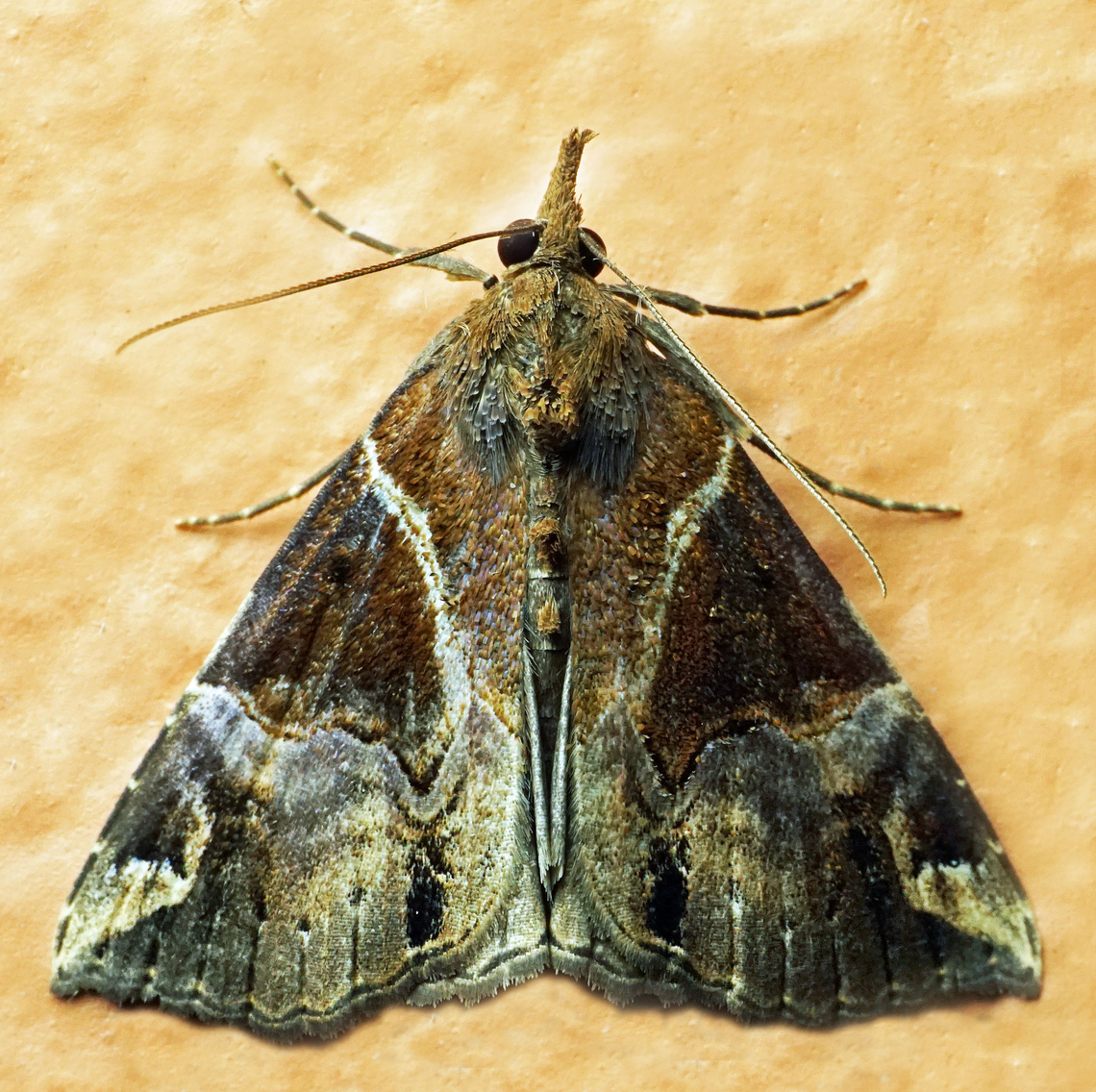 Hypena laceratalis Dapa, Valle Del Cauca<br />
2100m Hypena laceratalis