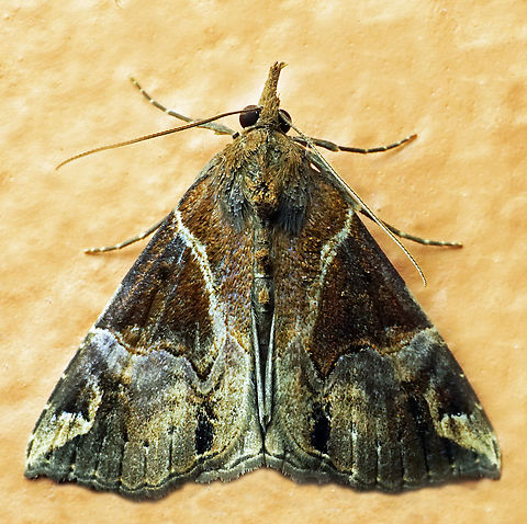 Hypena laceratalis Dapa, Valle Del Cauca
2100m Hypena laceratalis