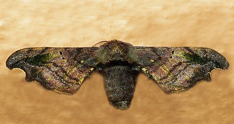 Quentalia sp. Dapa, Valle Del Cauca
2100m