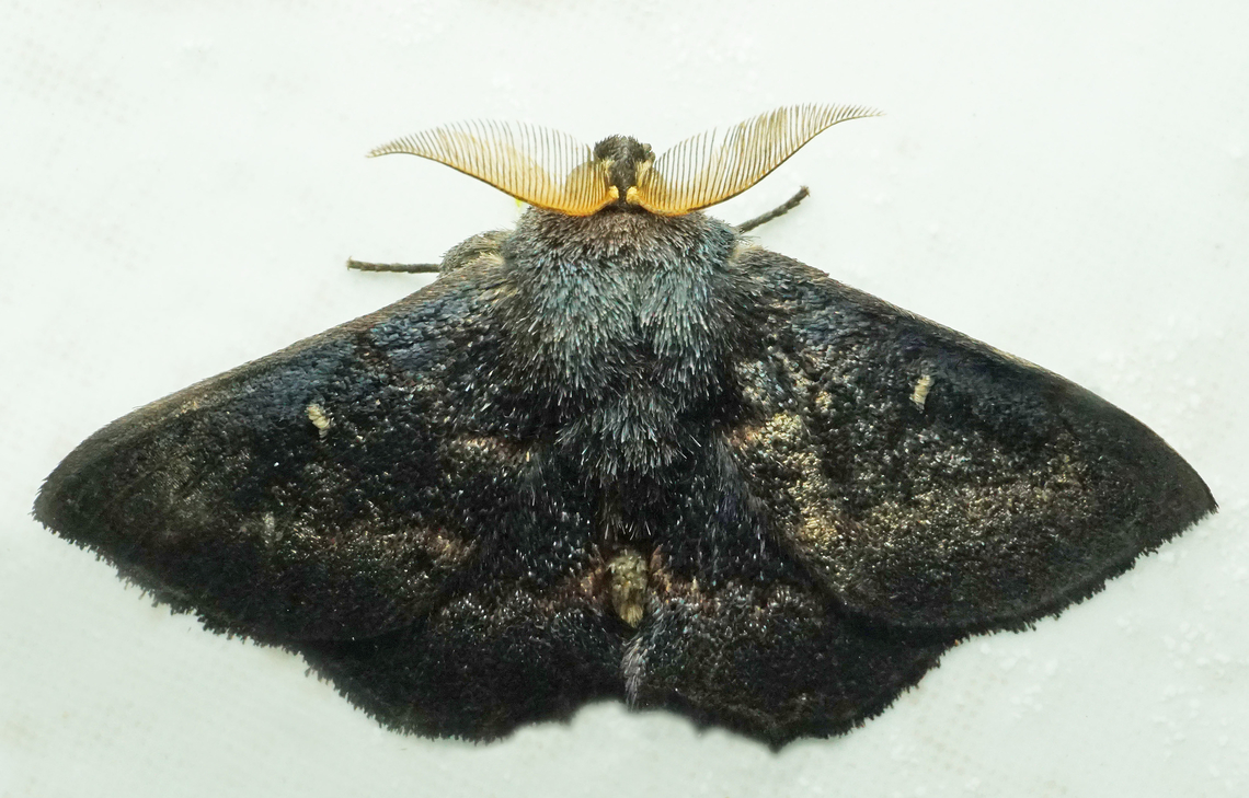 #1029 Dapa, Valle Del Cauca<br />
2100m<br />