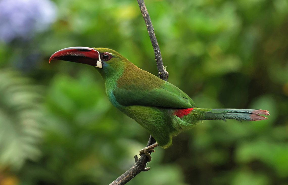 Crimson-rumped Toucanet Dapa, Valle Del Cauca<br />
2100m<br />
 Aulacorhynchus haematopygus,Crimson-rumped toucanet