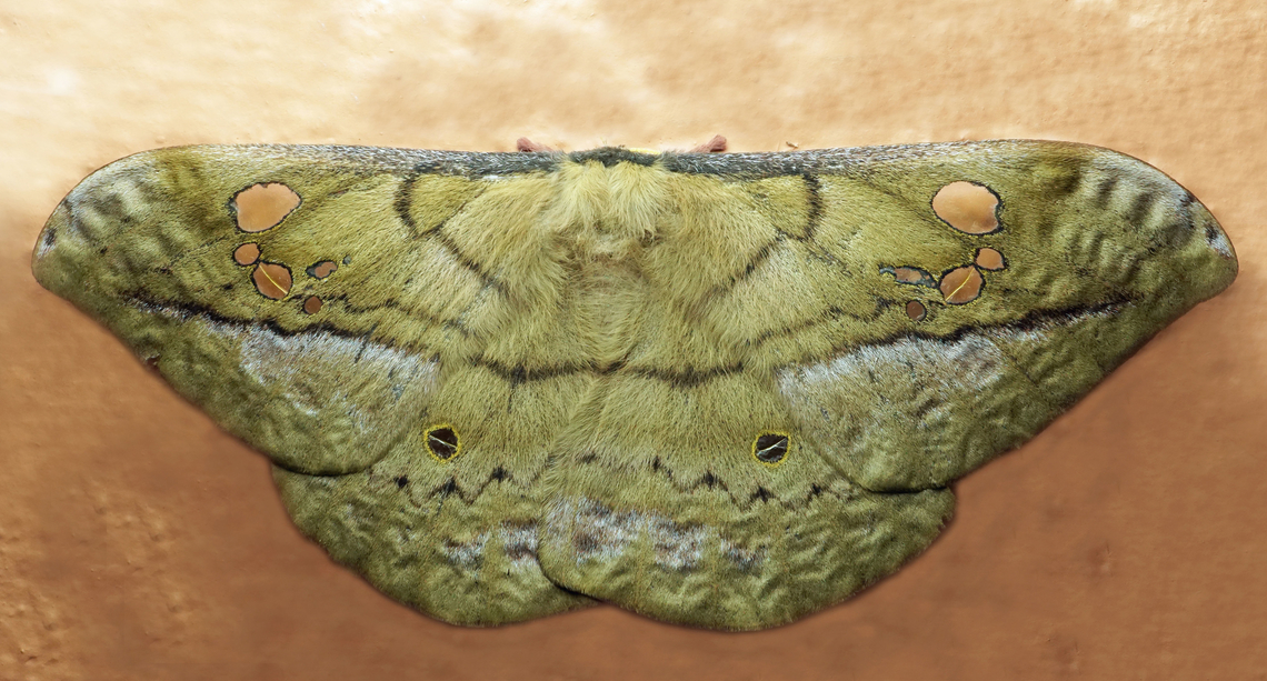 Copaxa andensis Dapa, Valle Del Cauca<br />
2100m Copaxa andensis