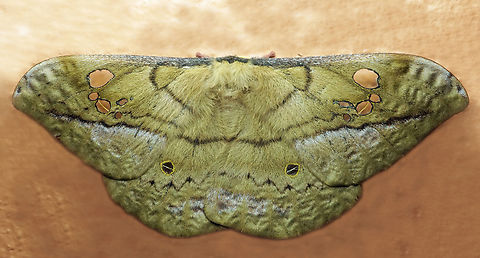 Copaxa andensis Dapa, Valle Del Cauca
2100m Copaxa andensis