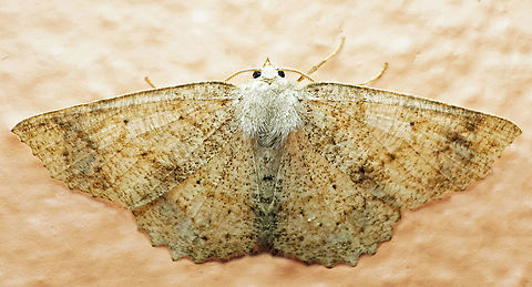 #1031 Dapa, Valle Del Cauca
2100m