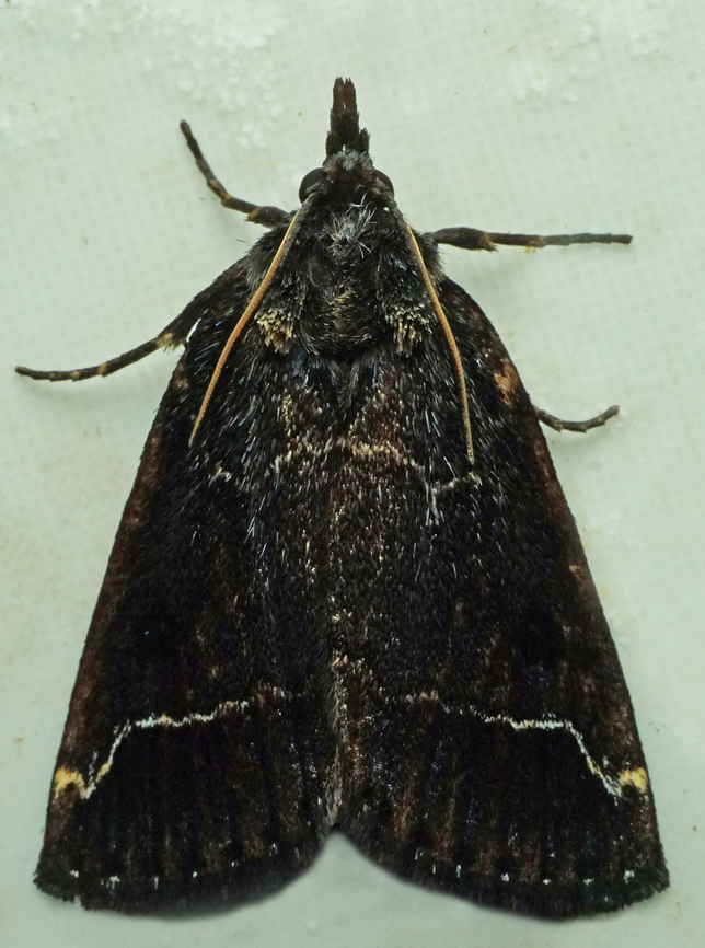 #1032 Dapa, Valle Del Cauca<br />
2100m