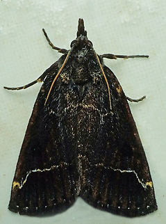 #1032 Dapa, Valle Del Cauca
2100m