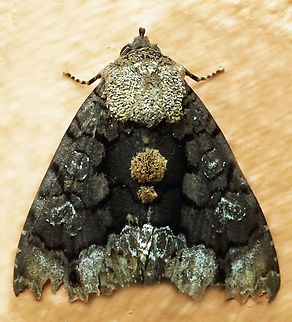 #1034 Dapa, Valle Del Cauca
2100m