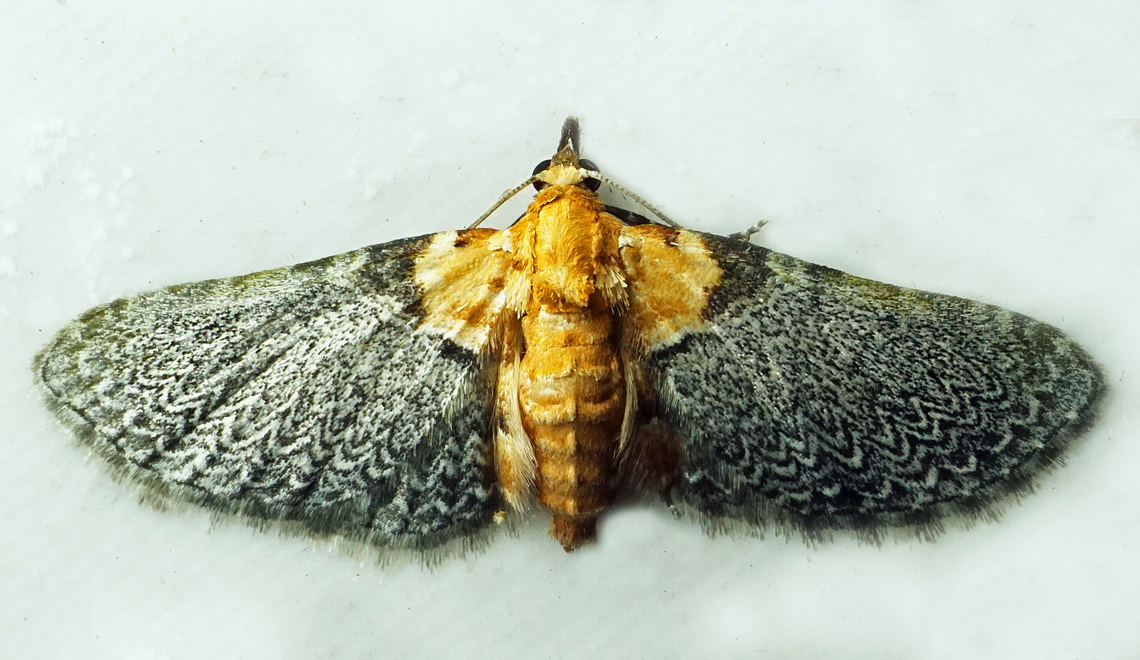 #1035 Dapa, Valle Del Cauca<br />
2100m