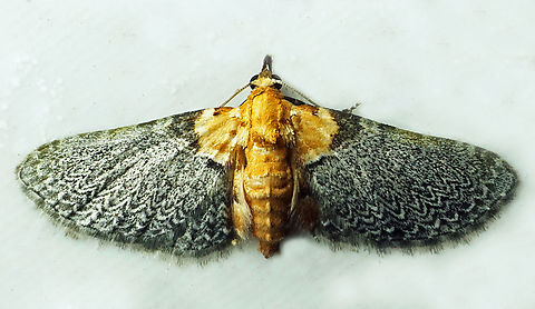 #1035 Dapa, Valle Del Cauca
2100m