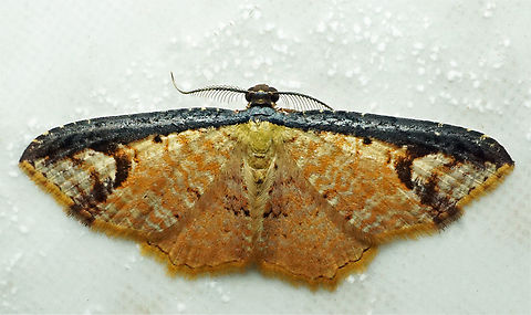 Eois sp. Dapa, Valle Del Cauca
2100m
