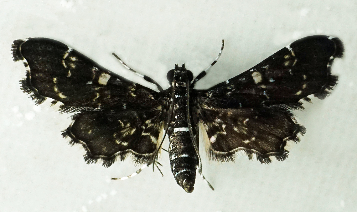 #1038 Dapa, Valle Del Cauca<br />
2100m