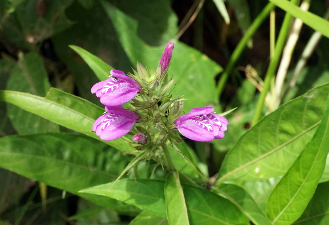 Justicia pectoralis Valle del Cauca, Colombia <br />
1300m Justicia pectoralis