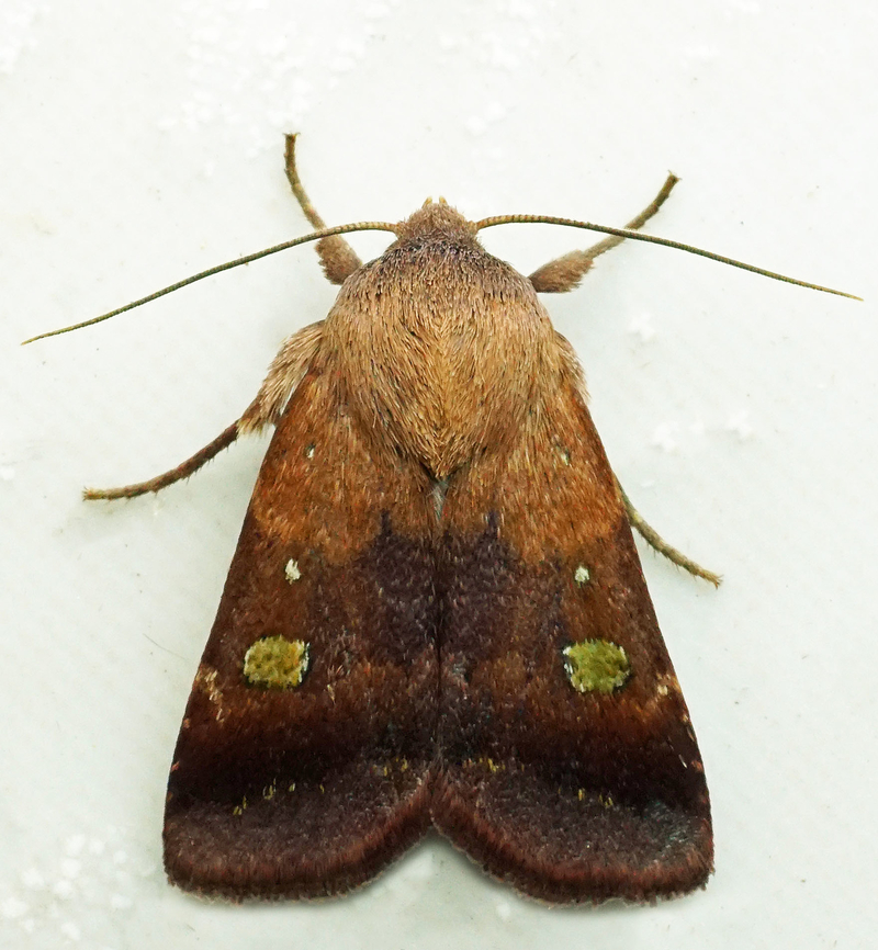 #1039 Dapa, Valle Del Cauca<br />
2100m