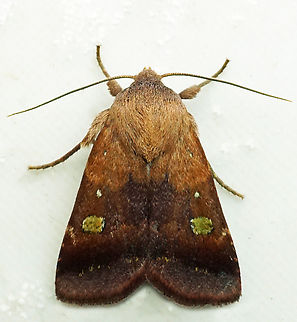 #1039 Dapa, Valle Del Cauca
2100m