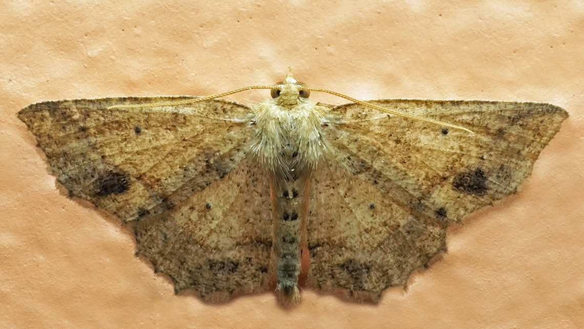 #1040 Dapa, Valle Del Cauca<br />
2100m