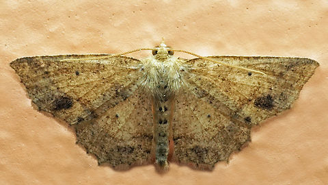 #1040 Dapa, Valle Del Cauca
2100m