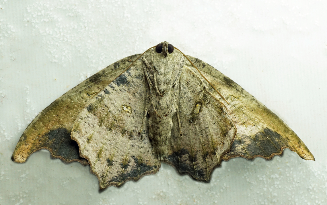 #1041 Dapa, Valle Del Cauca<br />
2100m