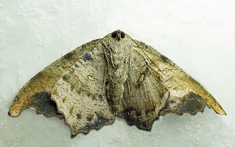 #1041 Dapa, Valle Del Cauca
2100m