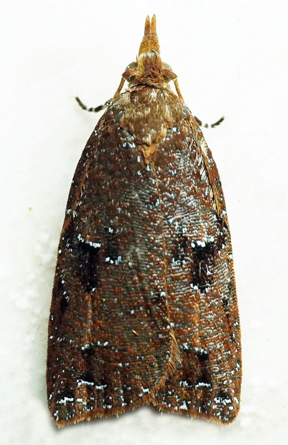 #1042 Dapa, Valle Del Cauca<br />
2100m