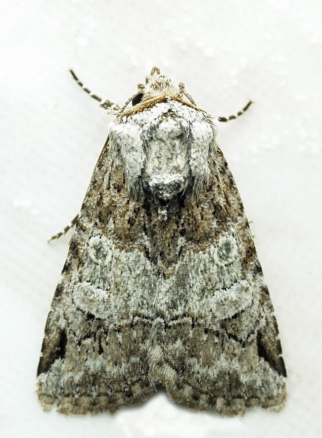 #1043 Dapa, Valle Del Cauca<br />
2100m