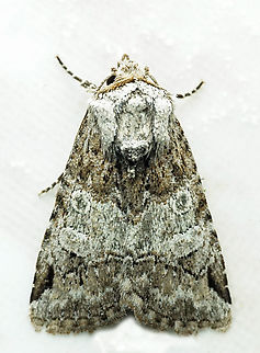 #1043 Dapa, Valle Del Cauca
2100m